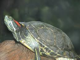 Caring for Red Eared Slider Turtles